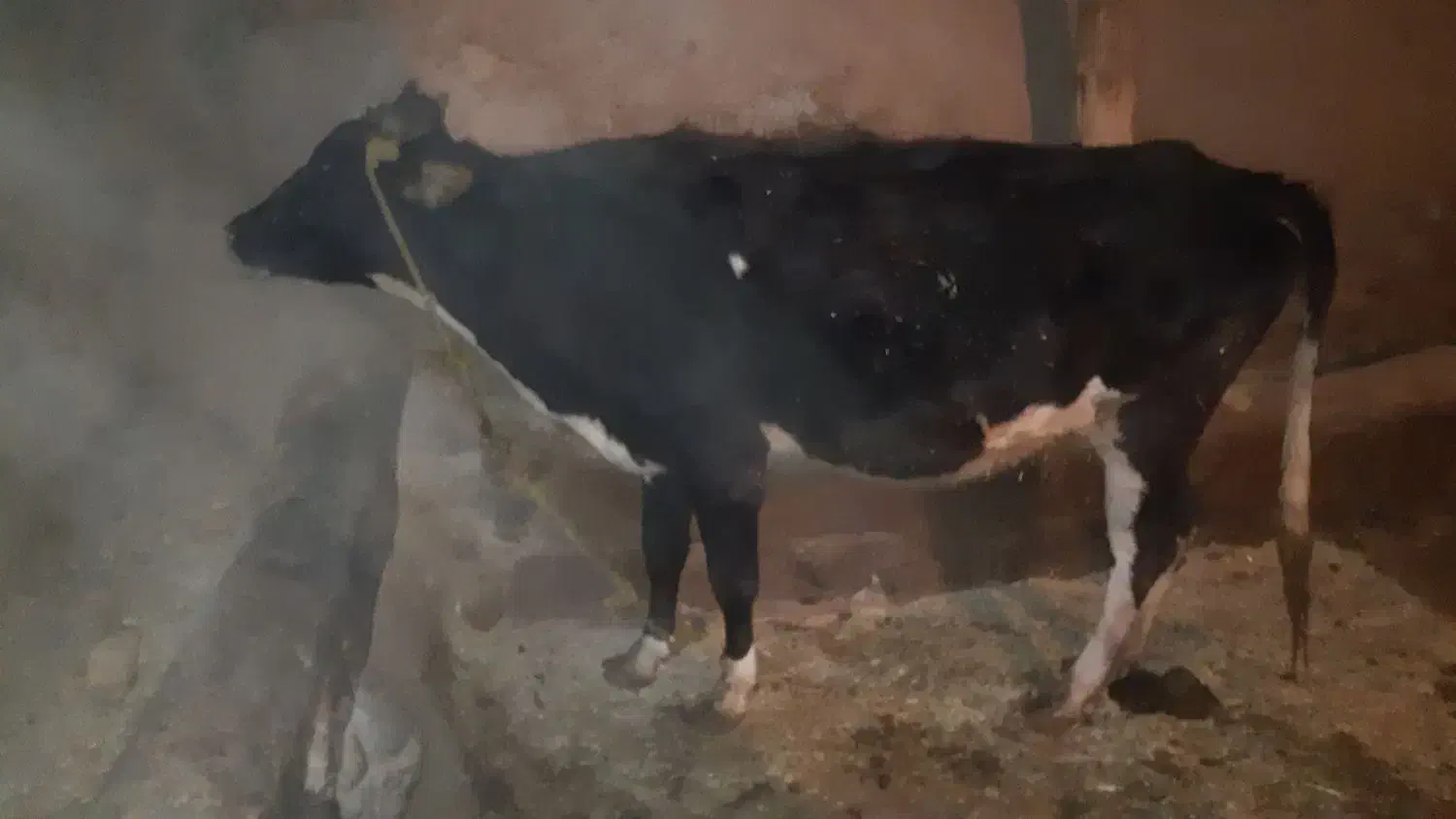 گاو ابستن ۲ شکم|حیوانات مزرعه|حسین آباد, |دیوار