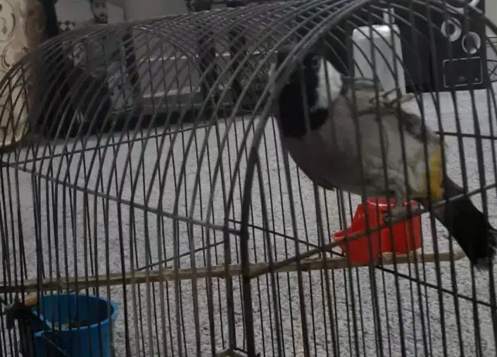 پرنده گمشده|حیوانات|دلیجان, |دیوار