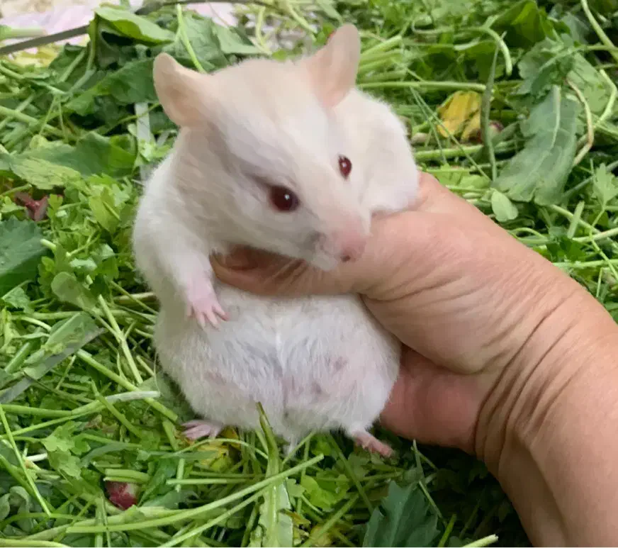 همستر گوگولی|موش و خرگوش|بوشهر, |دیوار