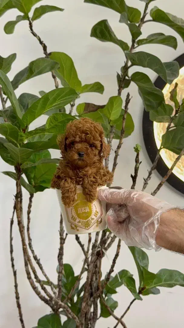 توله پودل توی لوازم دارد.وارداتی از روس.فنجونی|سگ|تهران, ایوانک|دیوار