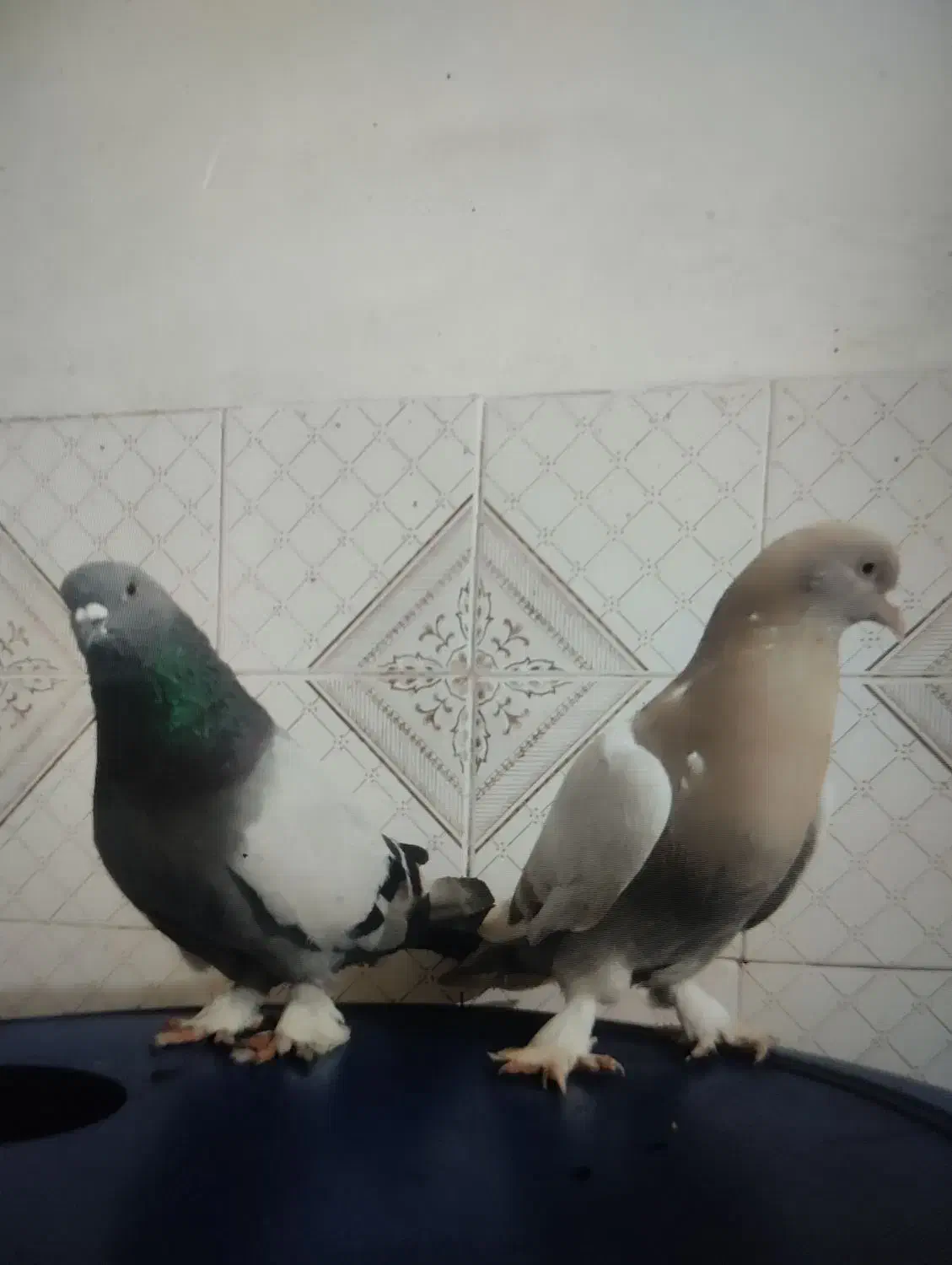 کبوتر ترکیه ایناق وتزمین|پرنده|گرمی, |دیوار