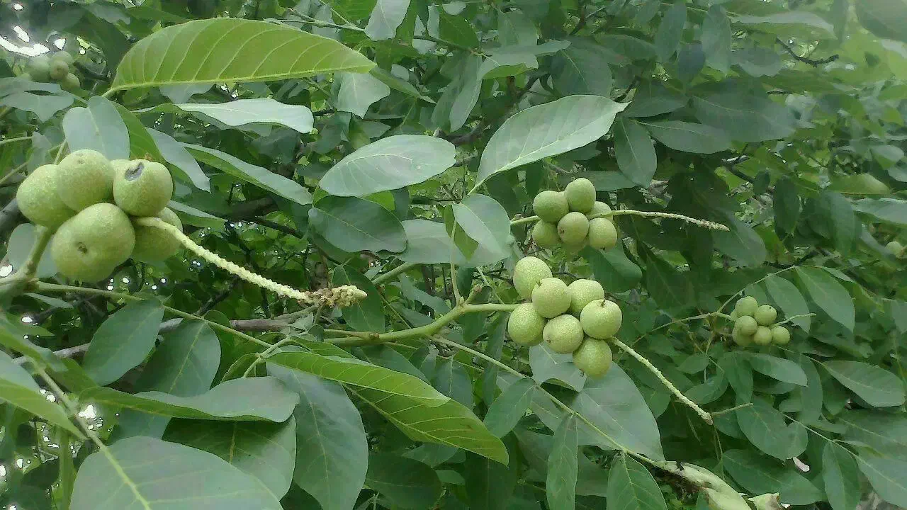 فروش نهال گردو اصلاح شده فرنور چندلر ژنوتیپ برتر|خدمات باغبانی و درختکاری|نیشابور, امین اسلامی|دیوار