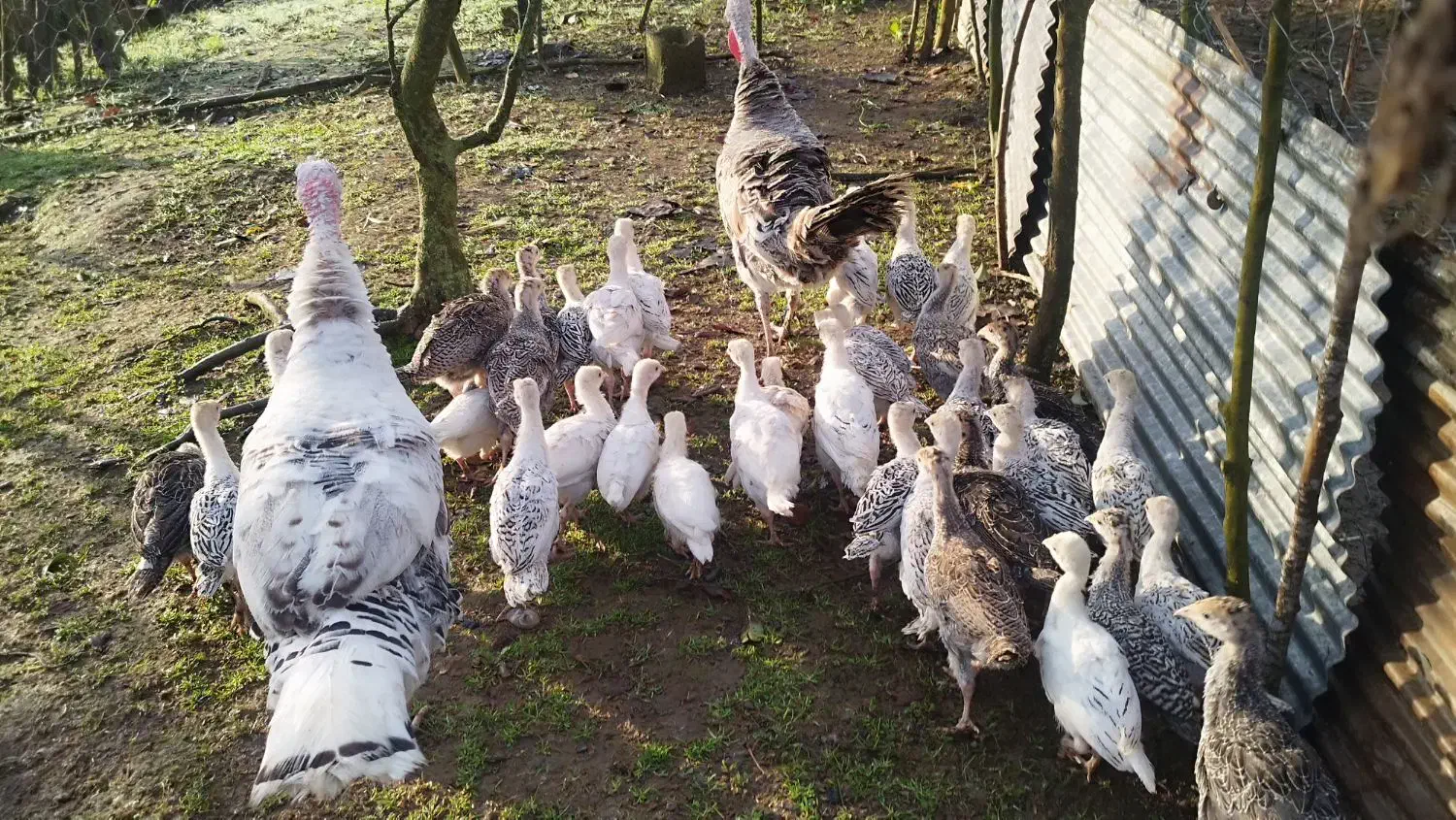 جوجه بوقلمون|حیوانات مزرعه|رودسر, |دیوار