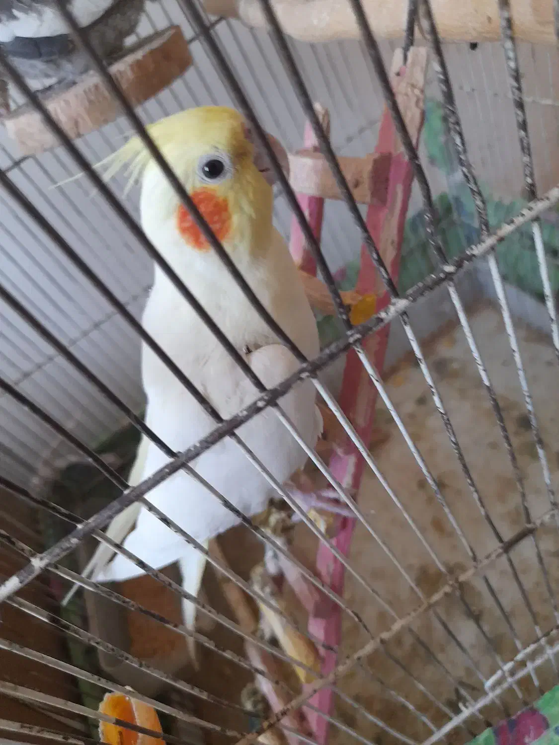 عروس هلندی|پرنده|مشهد, فارغ التحصیلان|دیوار