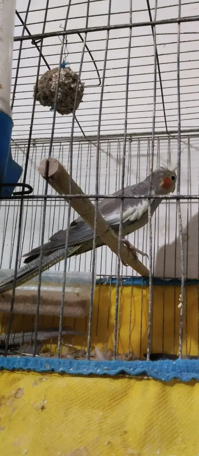 طوطی عروس|پرنده|رشت, سلیمانداراب|دیوار