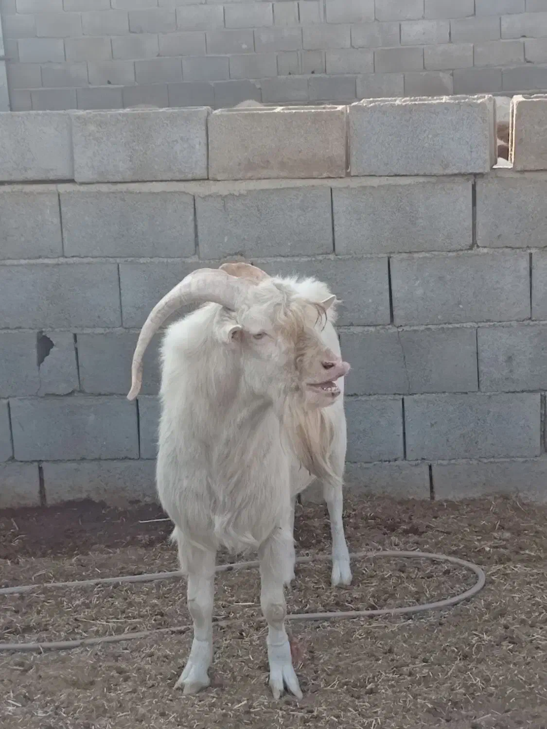 نربزسانن یک ساله|حیوانات مزرعه|جرقویه, |دیوار