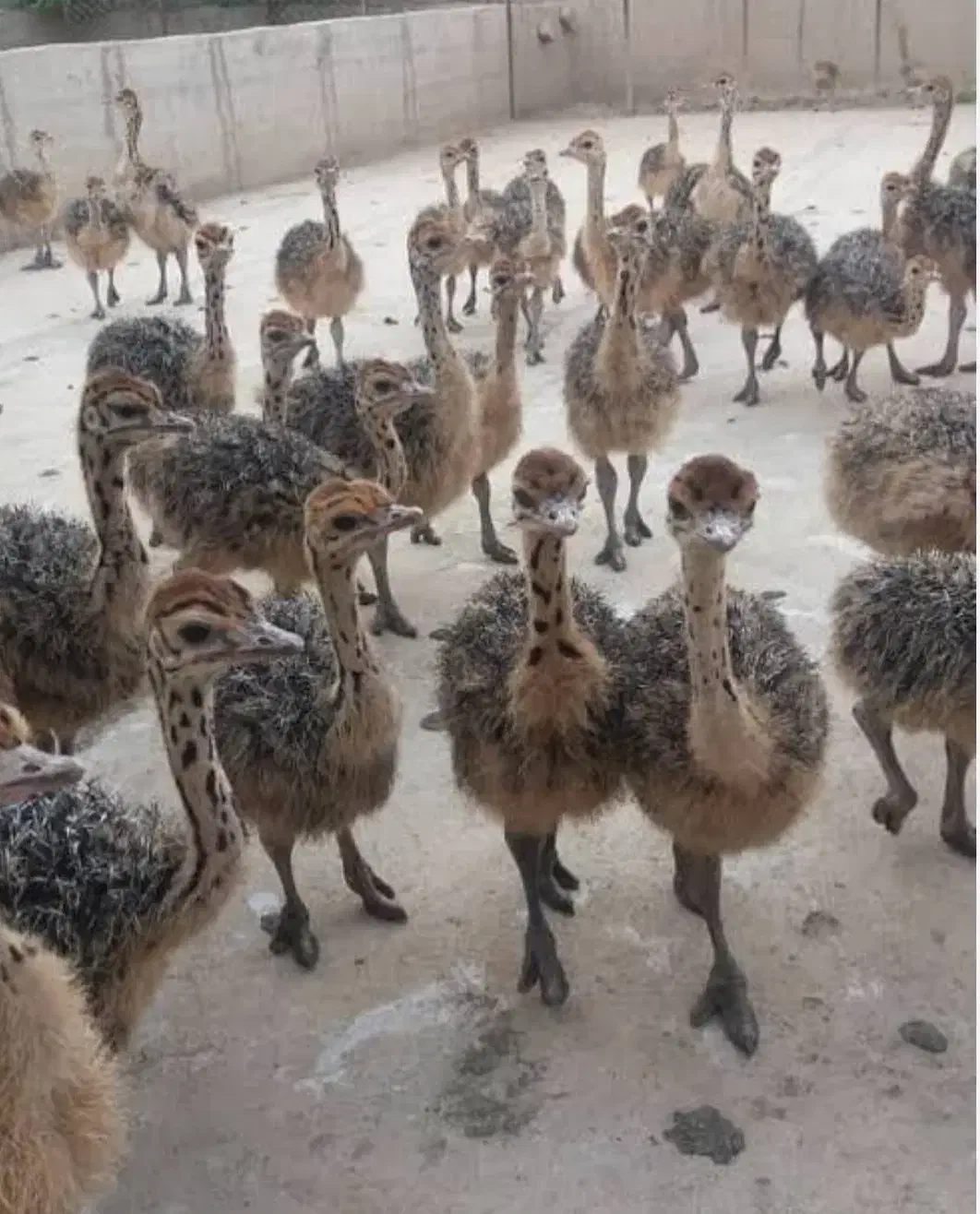 شترمرغ ومرغ خروس نژاد دار عمده|حیوانات مزرعه|رشت, منظریه|دیوار