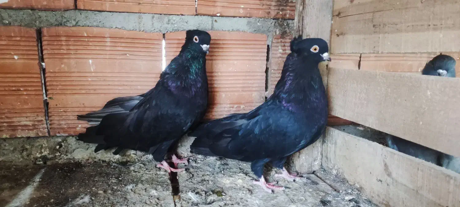 کبوتر زاغ جوجه کاکل|پرنده|قائم‌شهر, |دیوار