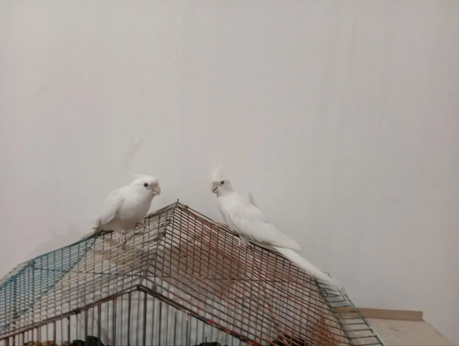 عروس هلندی البینو|پرنده|کلاله, |دیوار