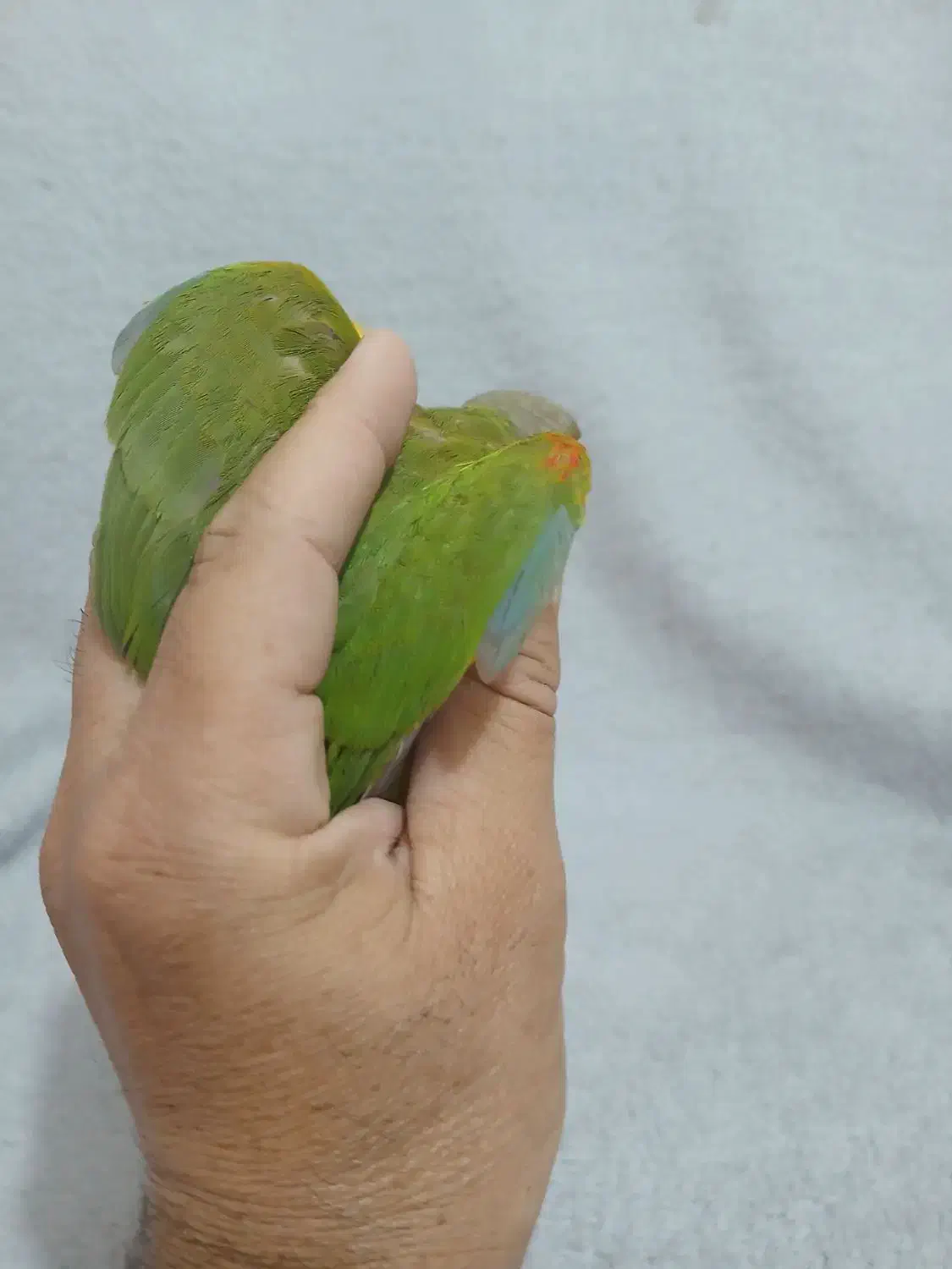 گرینچیک گیرینچیک سانچیک|پرنده|ماهدشت, |دیوار