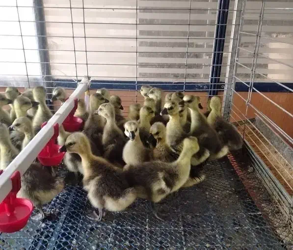 جوجه غاز لیندا و قو غاز اوکراینی|حیوانات مزرعه|تهران, هاشمآباد|دیوار