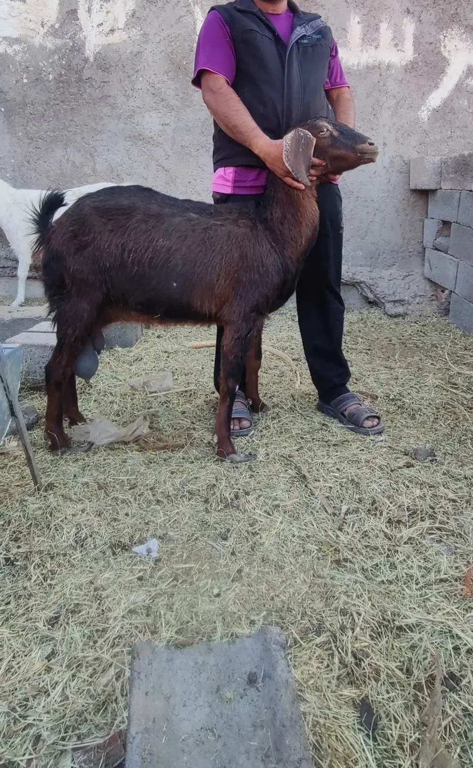 بز سالم|حیوانات مزرعه|بم, |دیوار