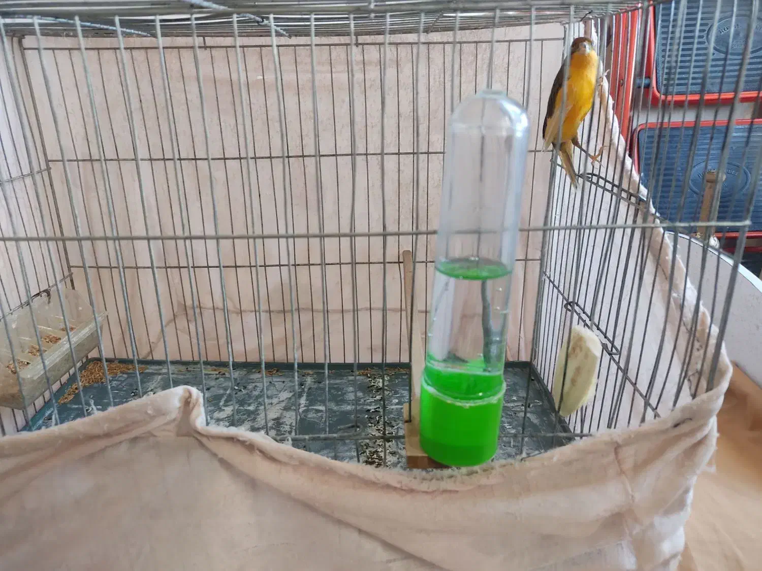 قناری|پرنده|محمدیه-قزوین, |دیوار