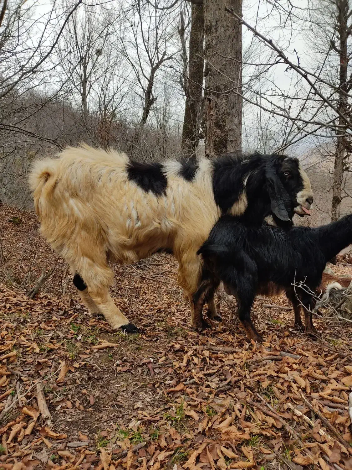 بز...|حیوانات مزرعه|مینودشت, |دیوار
