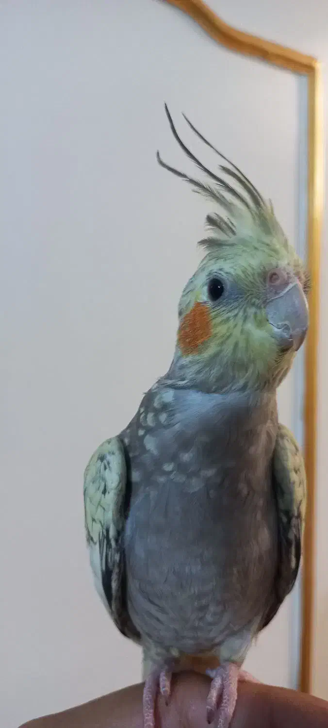 ۱جفت عروس هلندی|پرنده|اهر, |دیوار