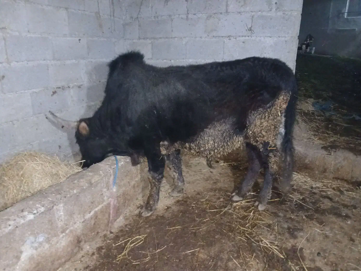 ورزا|حیوانات مزرعه|رشت, حومه رشت|دیوار