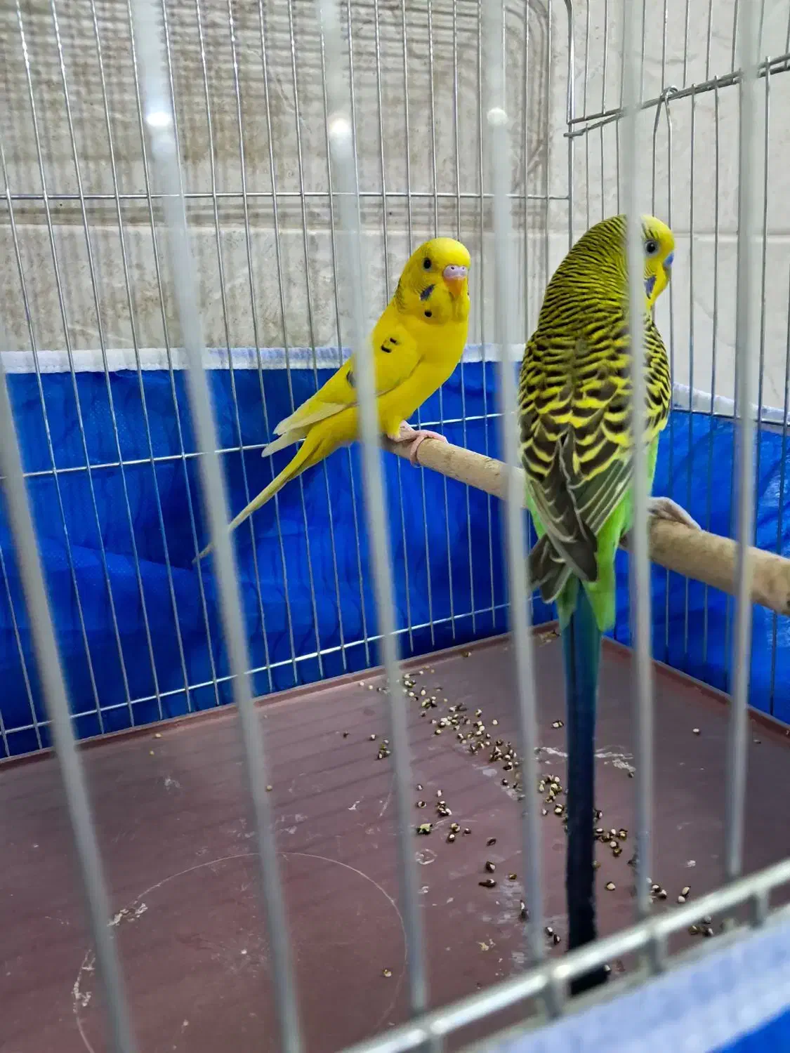 مرغ عشق|پرنده|اصفهان, مارچین|دیوار