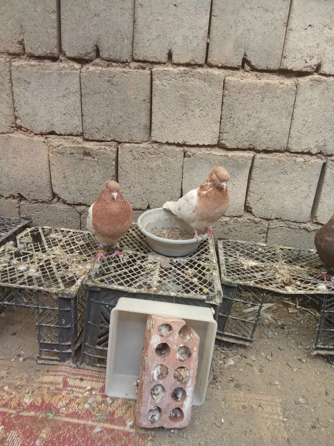 کبوتر|پرنده|رودبار (کرمان), |دیوار