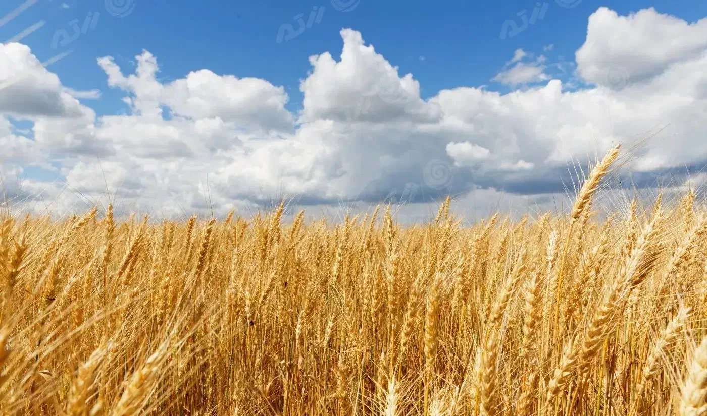 نیم حبه ده|فروش زمین و ملک کلنگی|نگار, |دیوار