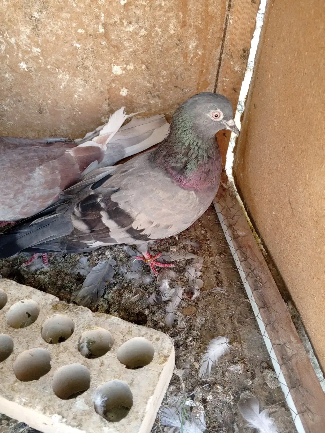 کبوتر لوت|پرنده|خرمشهر, |دیوار