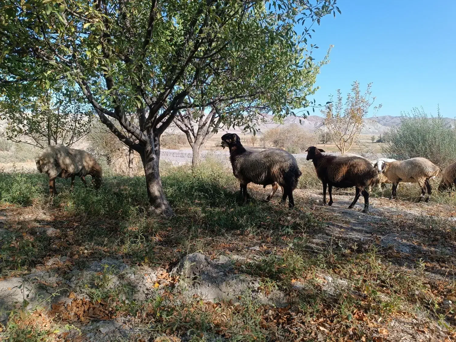 قوچ همو|حیوانات مزرعه|شیروان (خراسان), |دیوار