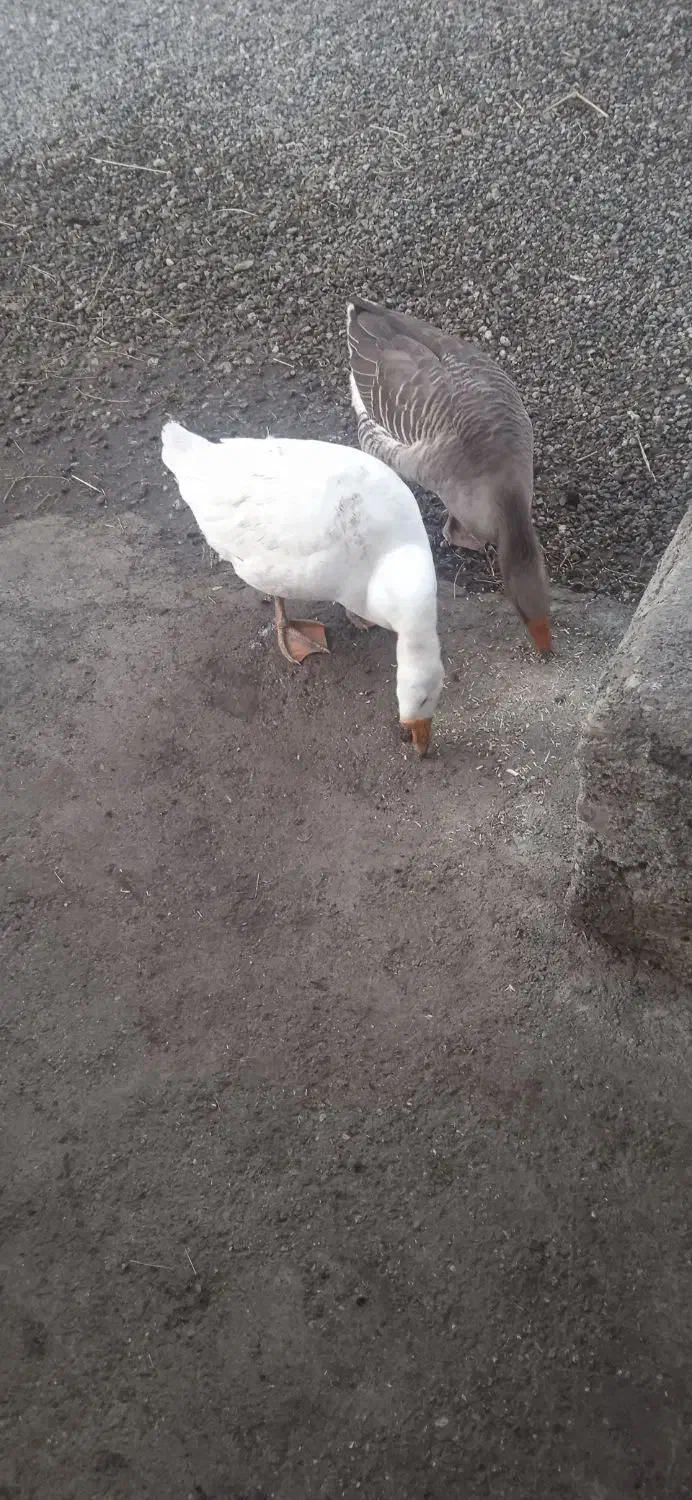 غاز محلی|حیوانات مزرعه|چالدران, |دیوار