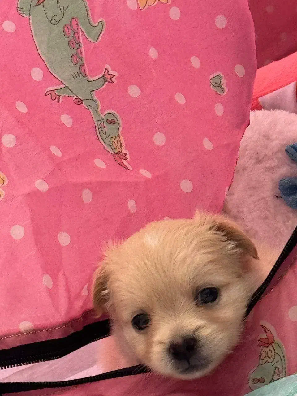 پامرانین روباهی|سگ|آستارا, |دیوار