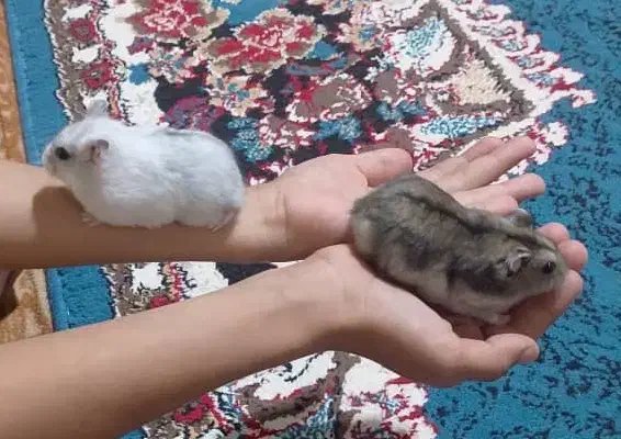 همسترمعاوضه|موش و خرگوش|میناب, |دیوار