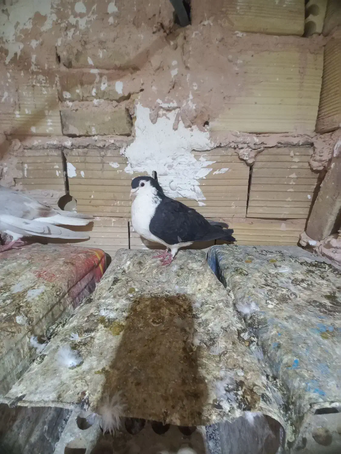 کبوتر جفتگاه|پرنده|سبزوار, امیر کبیر|دیوار