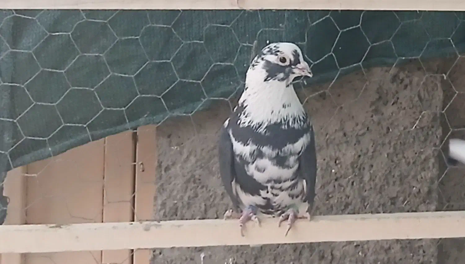 کبوتر پرشی|پرنده|سمنان, |دیوار