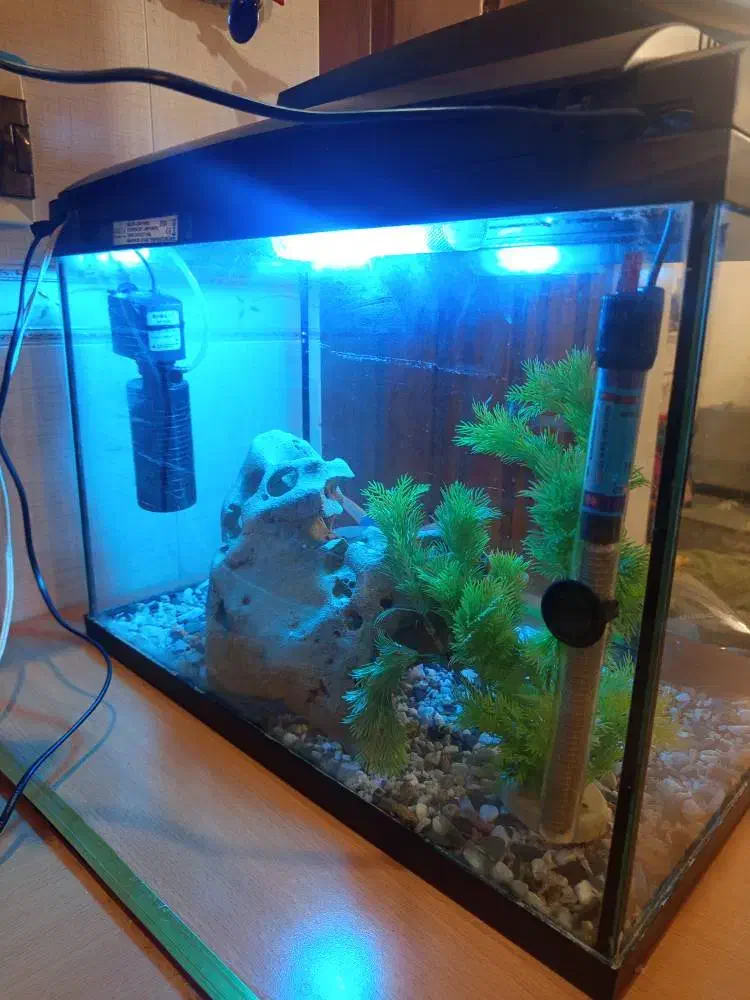 اکواریوم شرکتی|ماهی|تهران, افسریه شمالی|دیوار