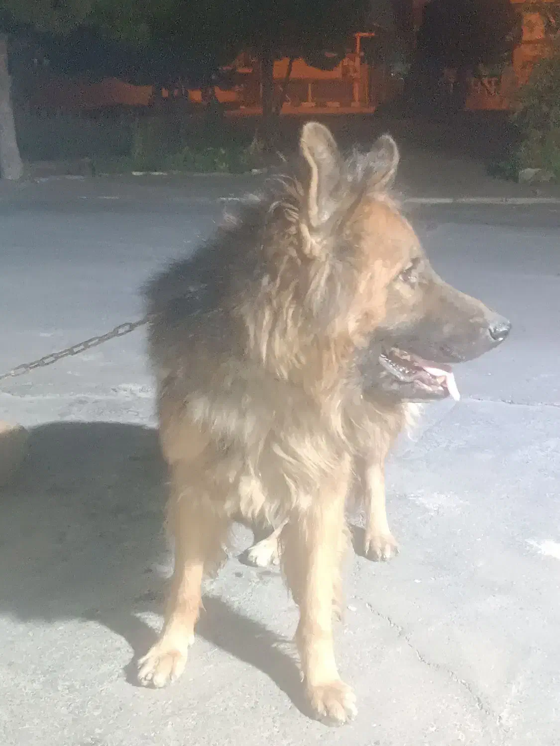 سگ ژرمن کینگ|سگ|قرچک, میرزائی جنوبی|دیوار