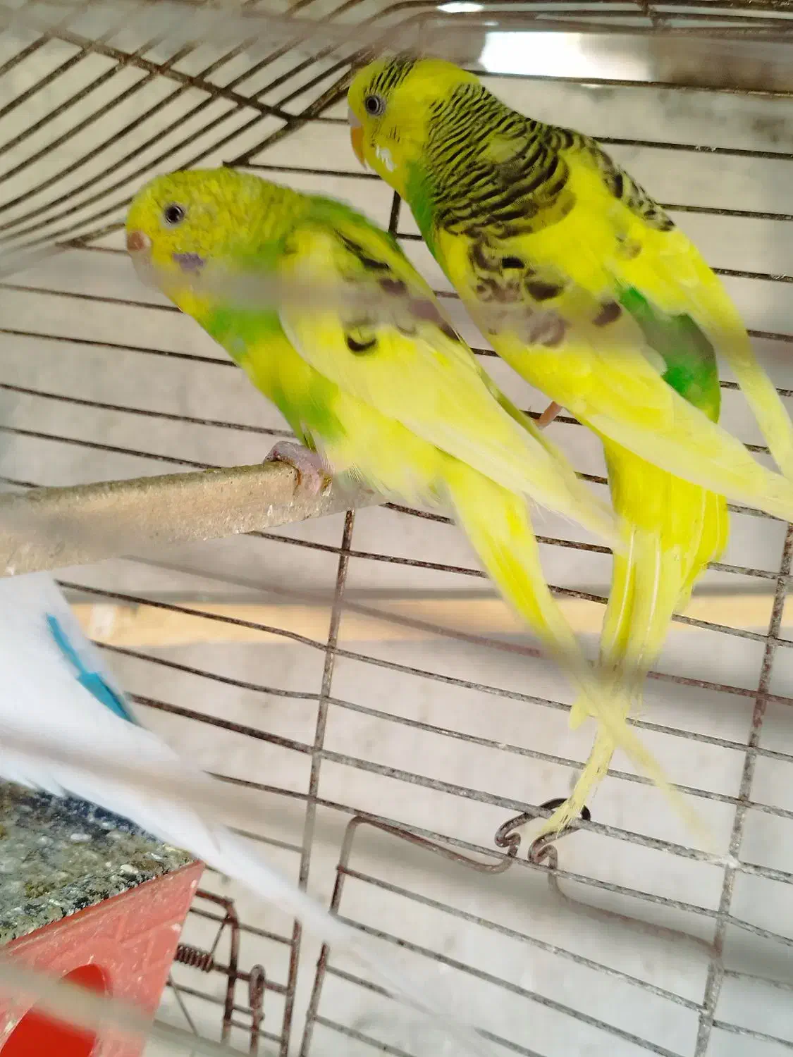 4عددمرغ عشق|پرنده|نقده, |دیوار