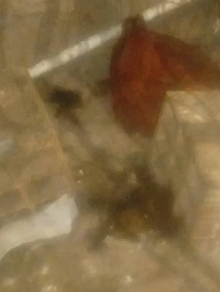 جوجه محلی زیر مرغی|حیوانات مزرعه|گنبکی, |دیوار