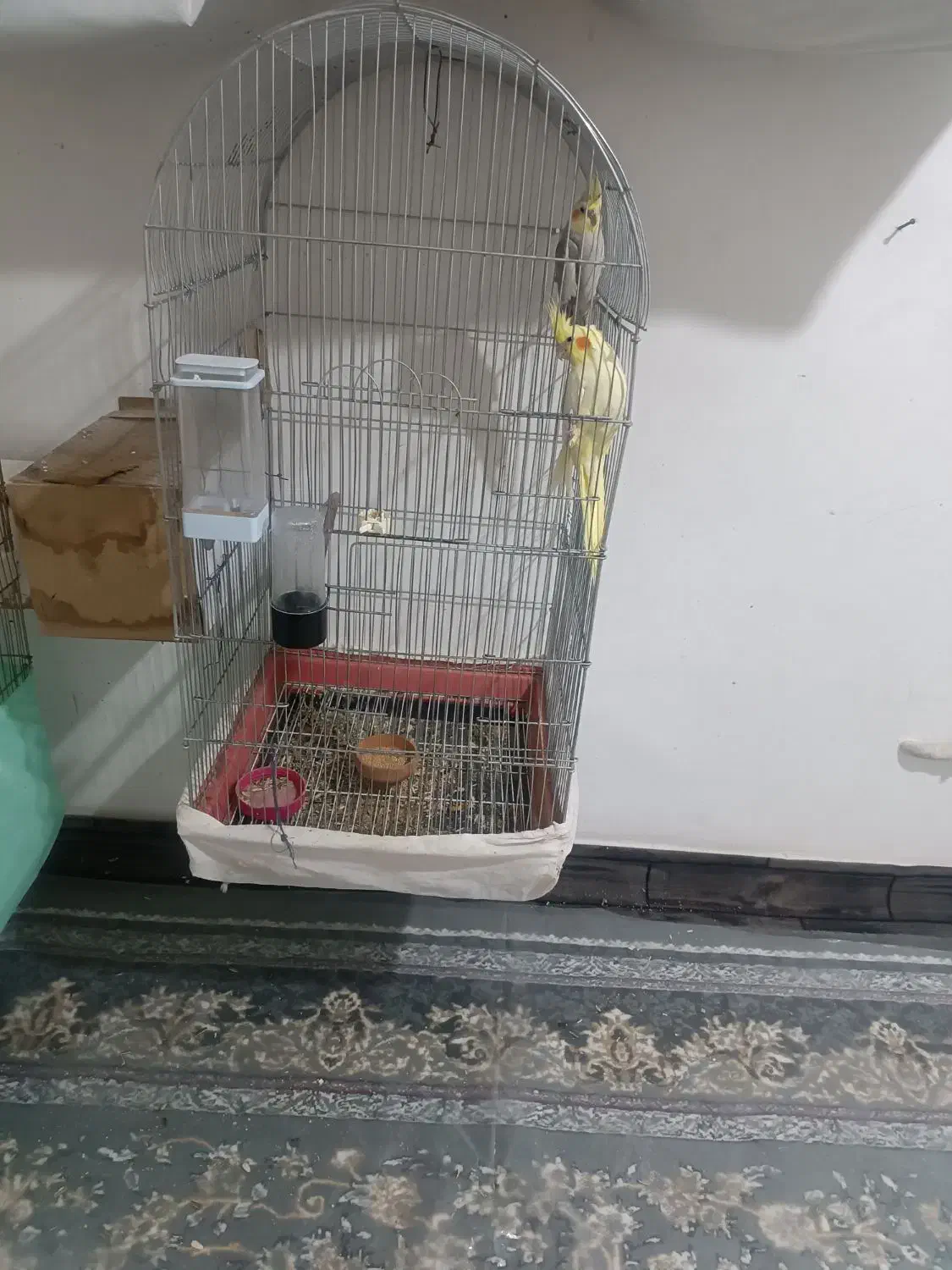 قفس کاسکویی|لوازم جانبی حیوانات|قائن, |دیوار