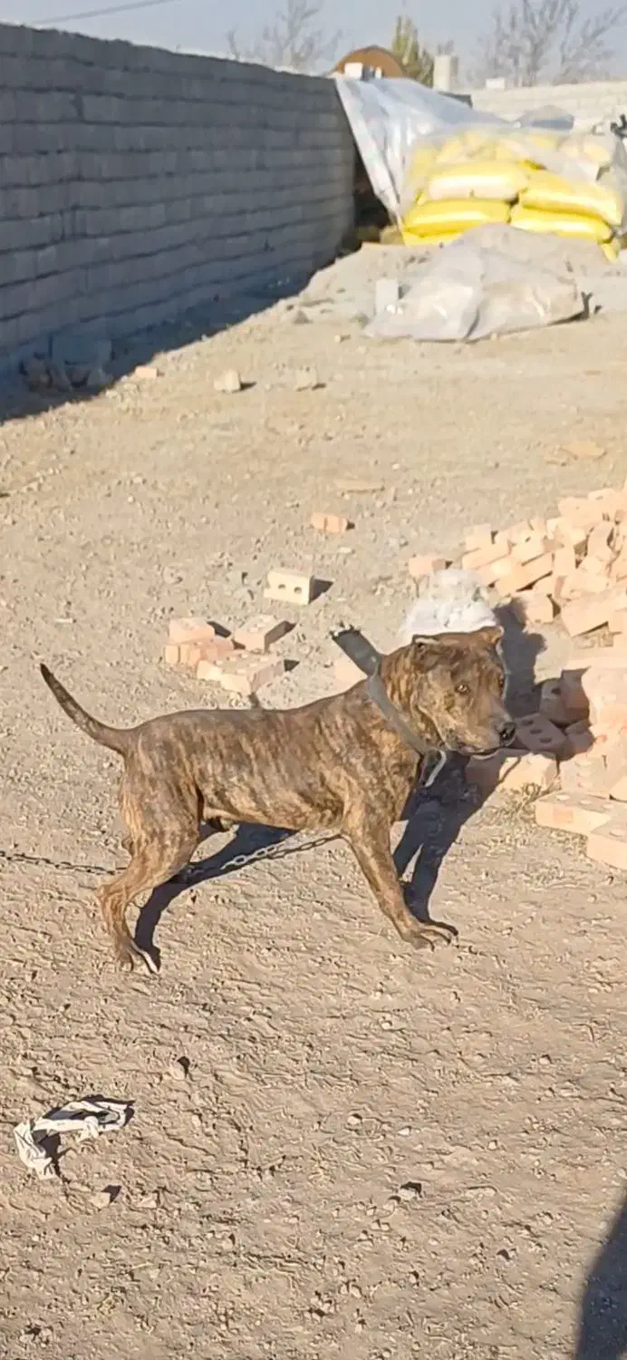 پیتبول اصل|سگ|مشگین شهر, |دیوار