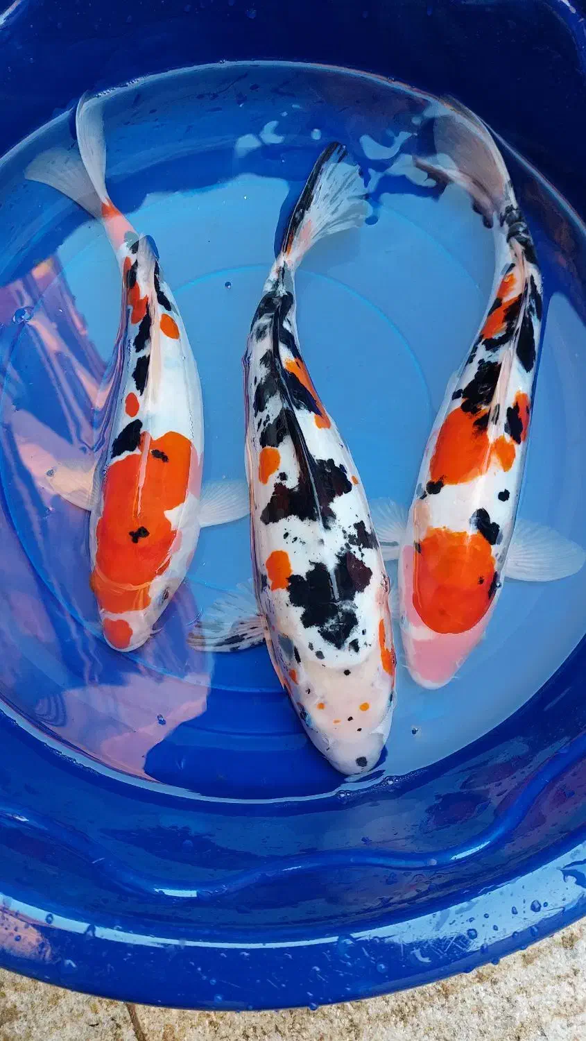 ماهی کوی از ریز تا مولد|ماهی|اصفهان, کارلادان|دیوار