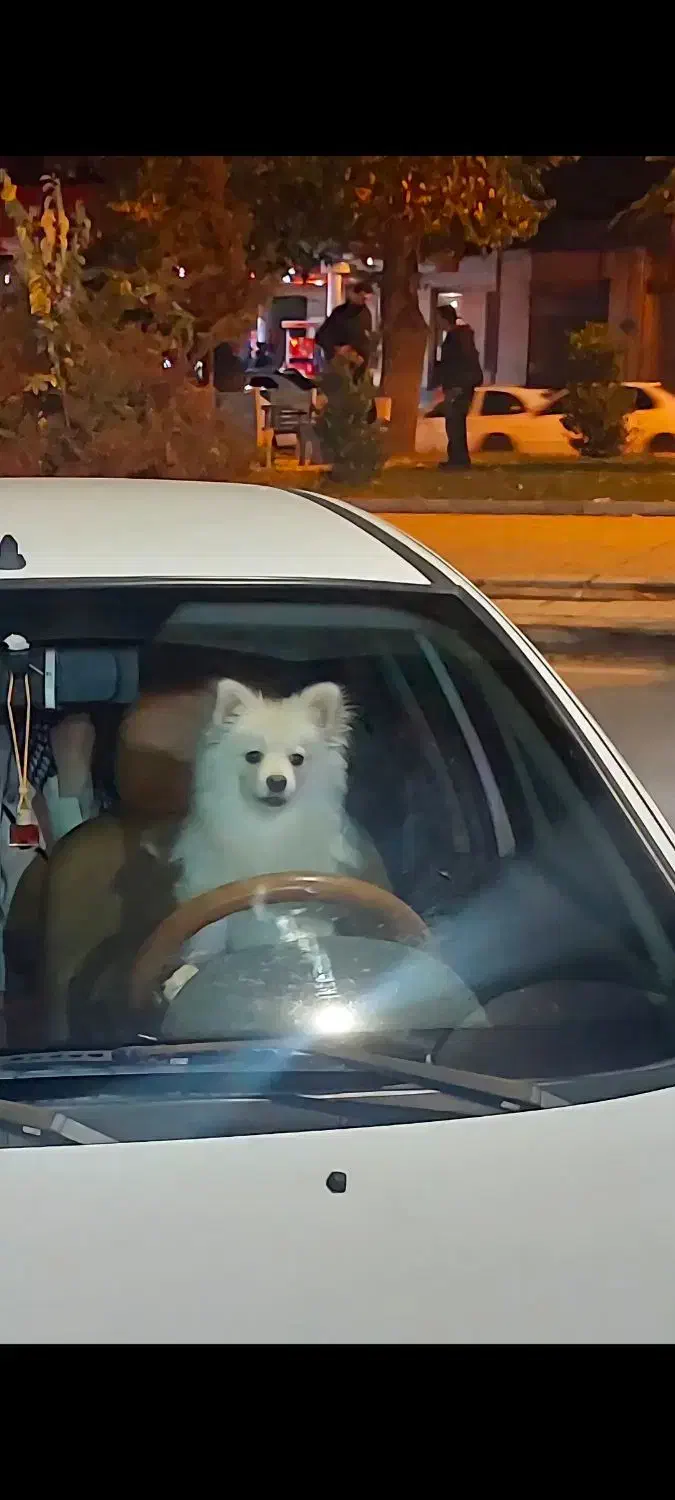 پامرخرسی ۸ماهه|سگ|کرمانشاه, |دیوار