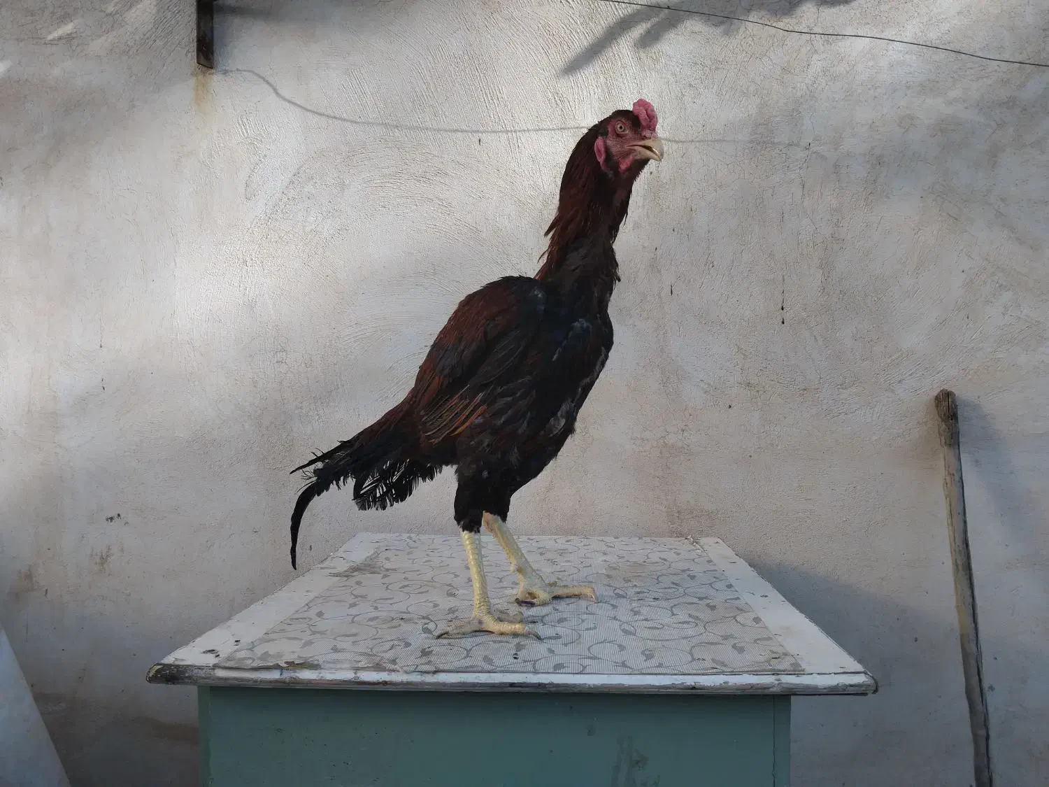 خروس لاری|حیوانات مزرعه|شیراز, محراب|دیوار