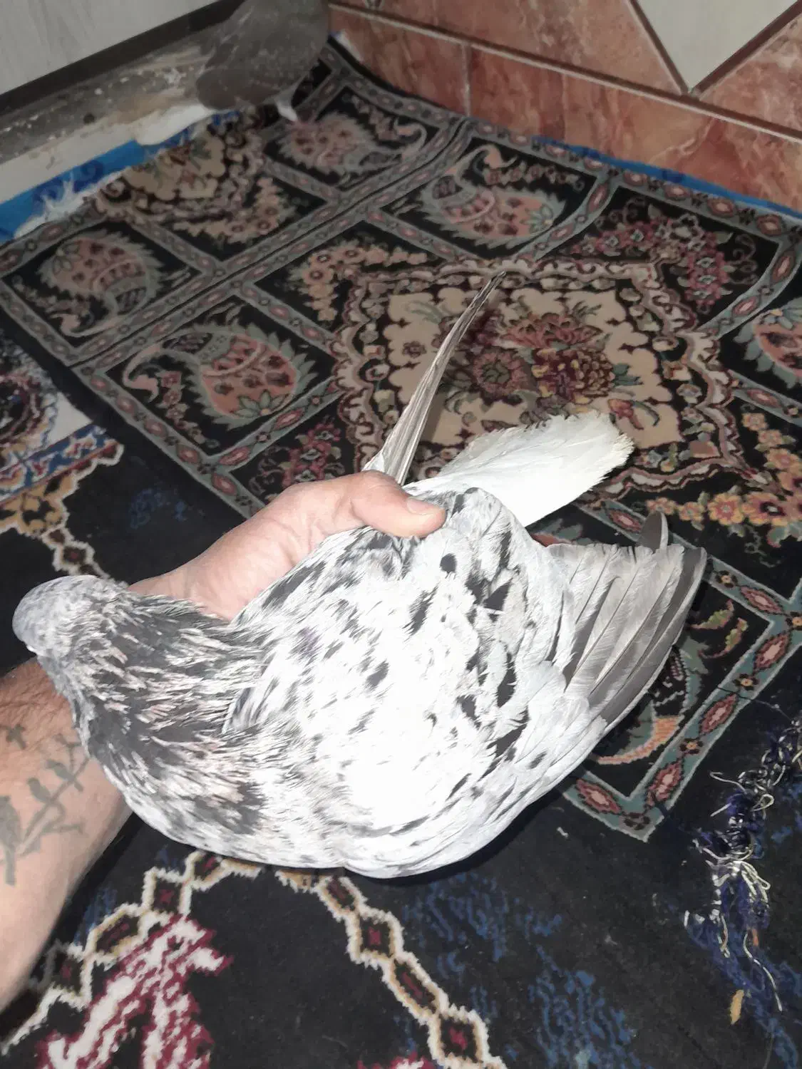 اشعل|پرنده|خرمشهر, |دیوار