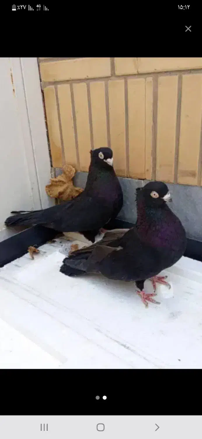 جفت صرب|پرنده|شاهینشهر, شهرک ردانی پور|دیوار