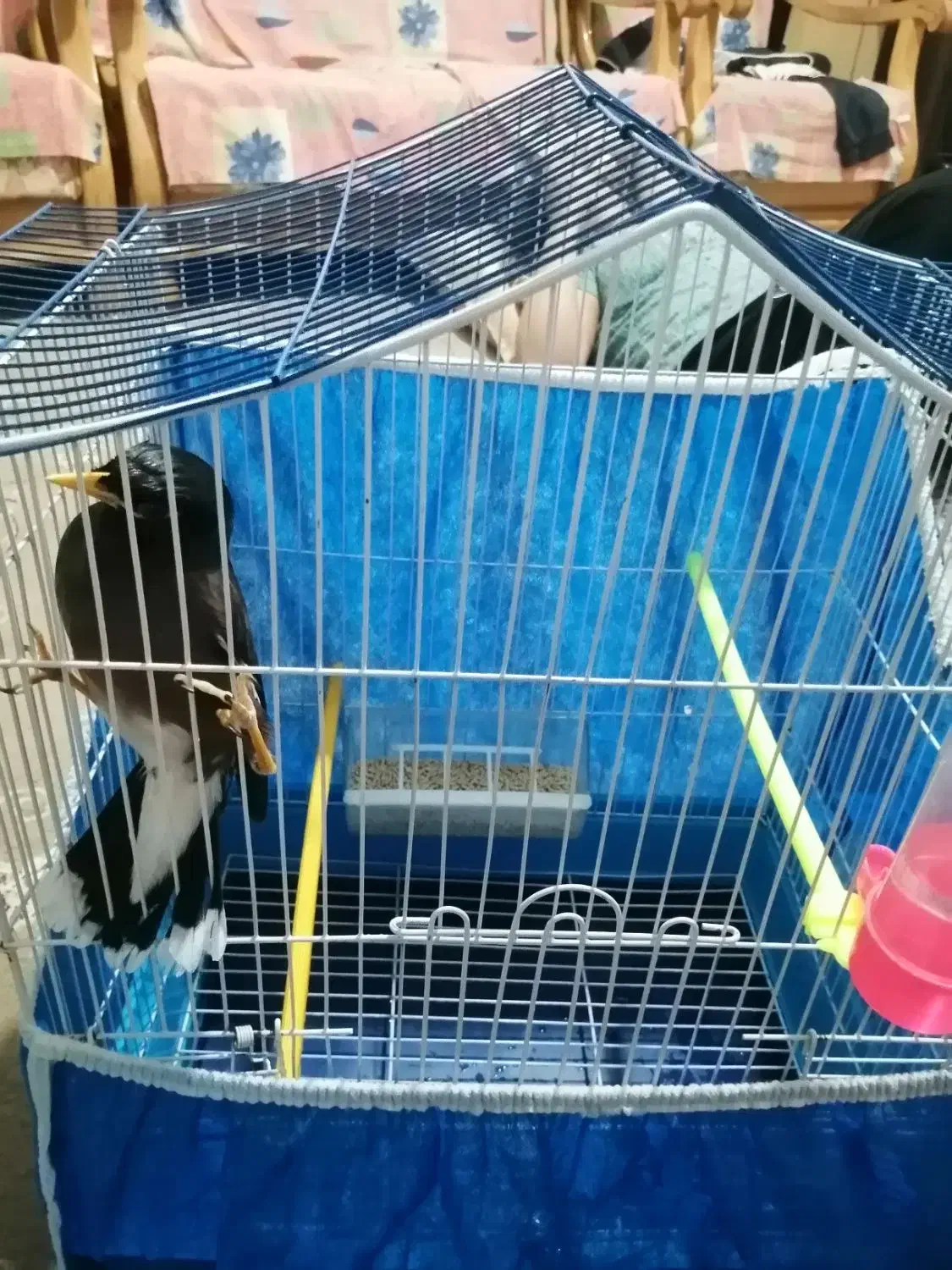 جوجه مینا 5ماهه|پرنده|شاهینشهر, شهرک ردانی پور|دیوار