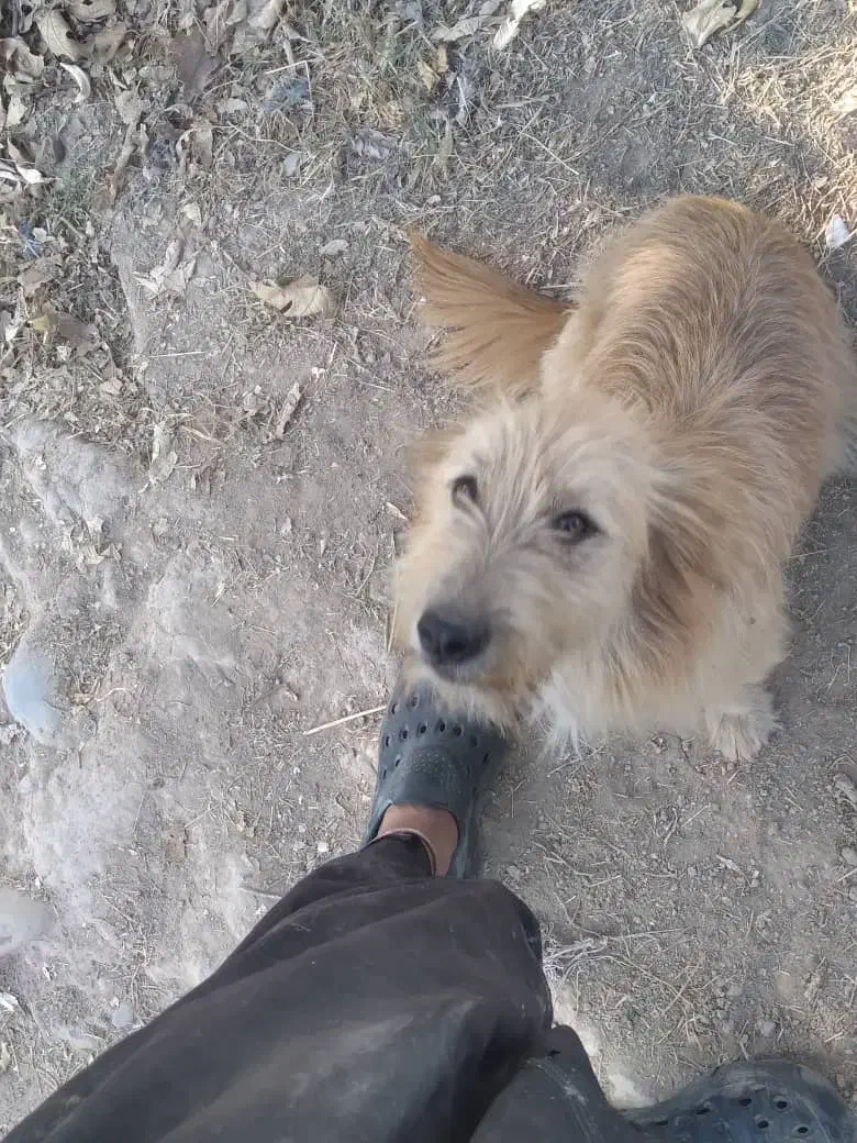 سگ امانت گم شده|سگ|دزفول, |دیوار