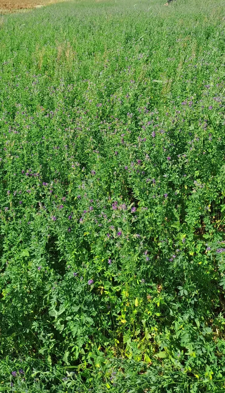 یونجه خرمنکوب شده|خدمات باغبانی و درختکاری|سارال, |دیوار