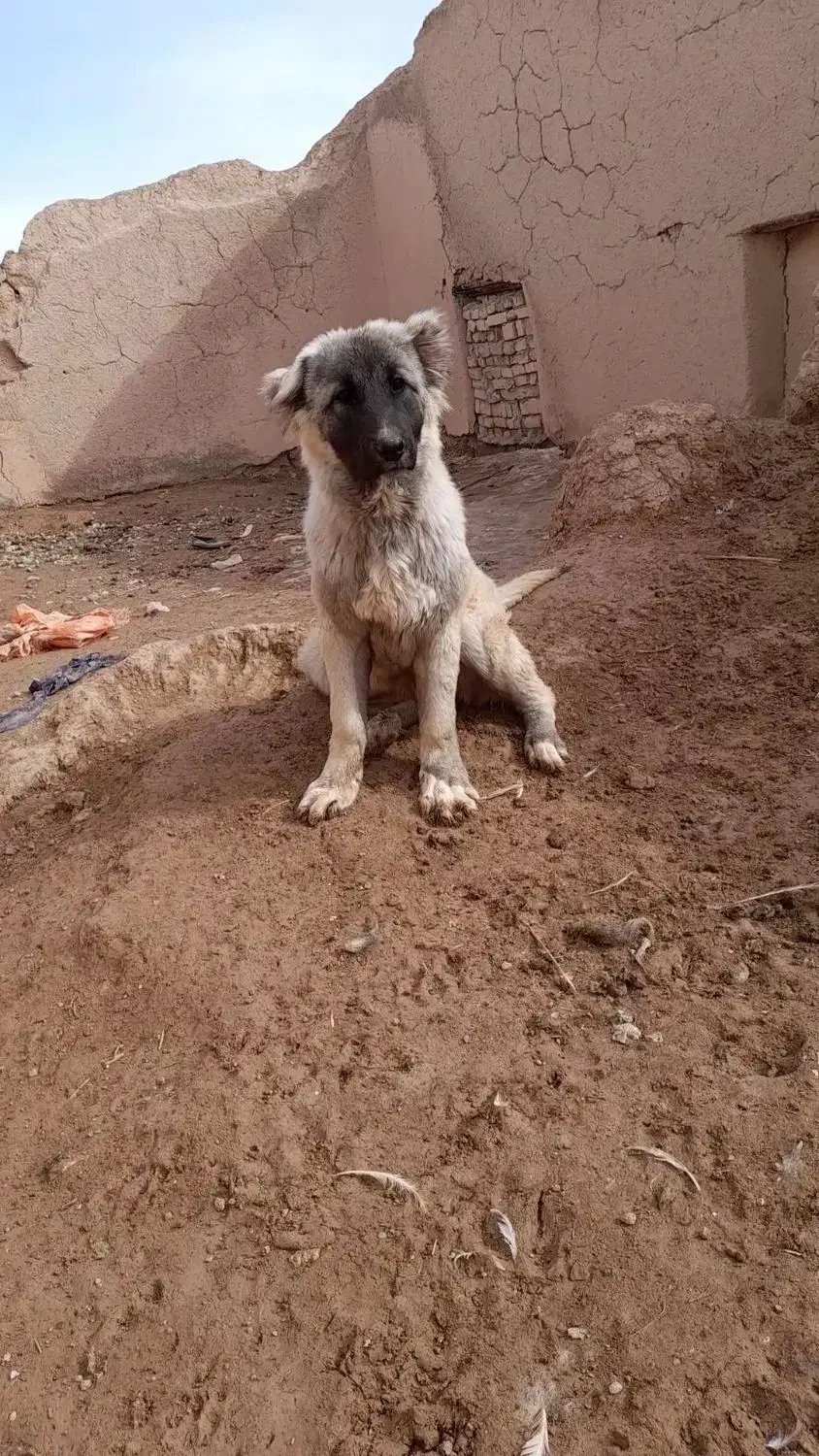 توله سرابی ماده|سگ|قیدار, |دیوار