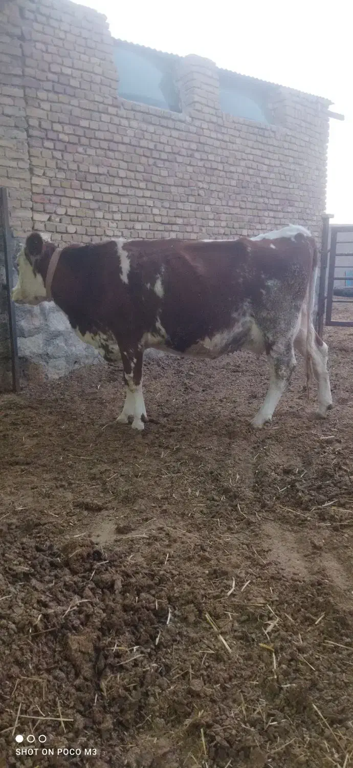 تخت شکم اول|حیوانات مزرعه|سبزوار, رباط|دیوار