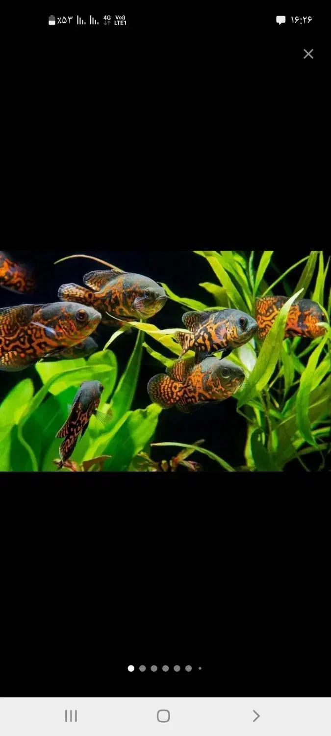 آکواریوم و ماهی و لوازم|ماهی|قروه, |دیوار