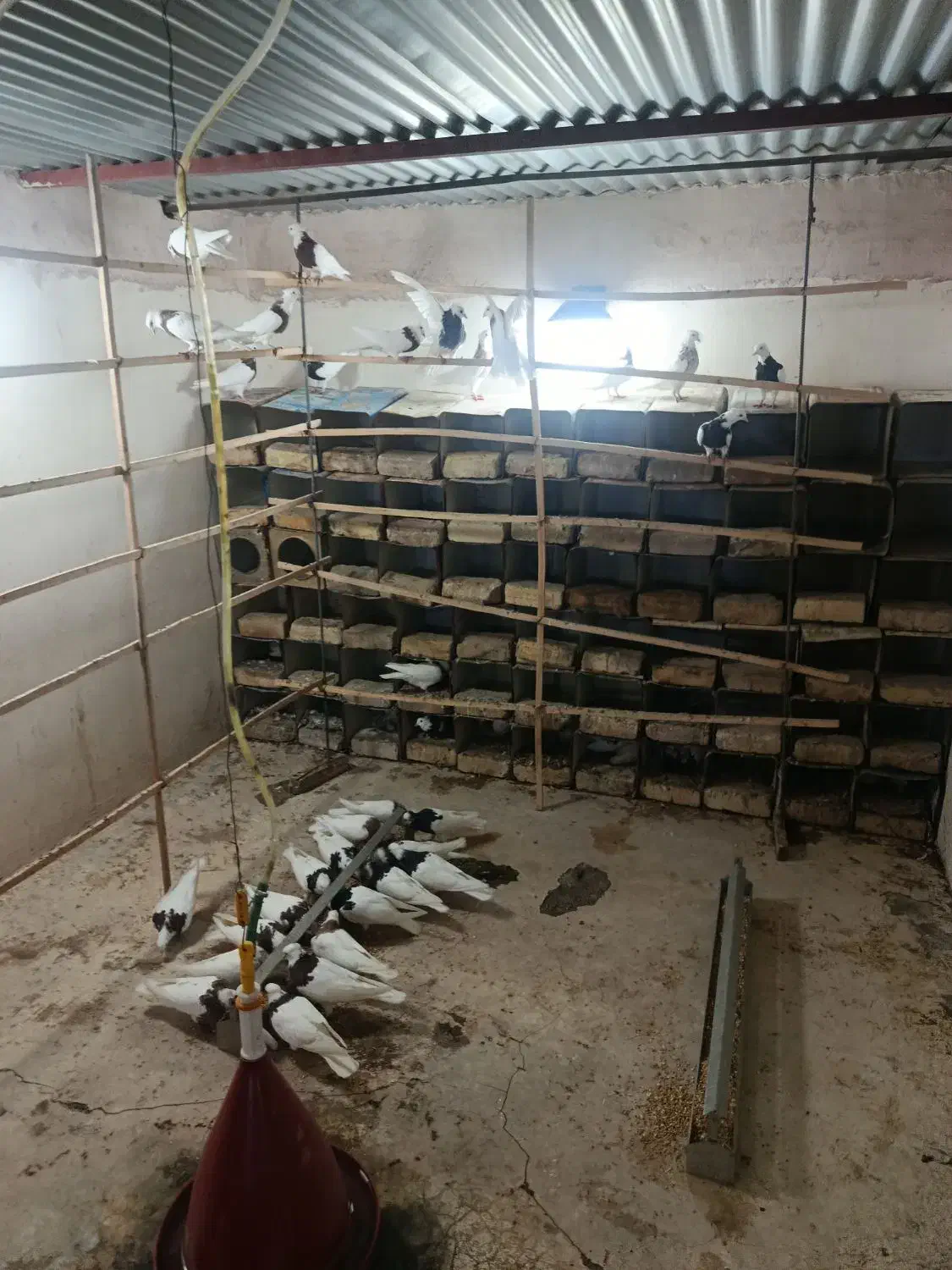 طوقی روزگاری|پرنده|پیر بکران, |دیوار