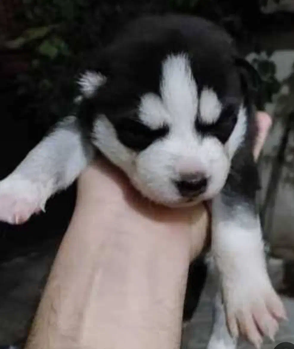 سگ دورگ هاسکی و گرگی|سگ|صادق آباد, |دیوار