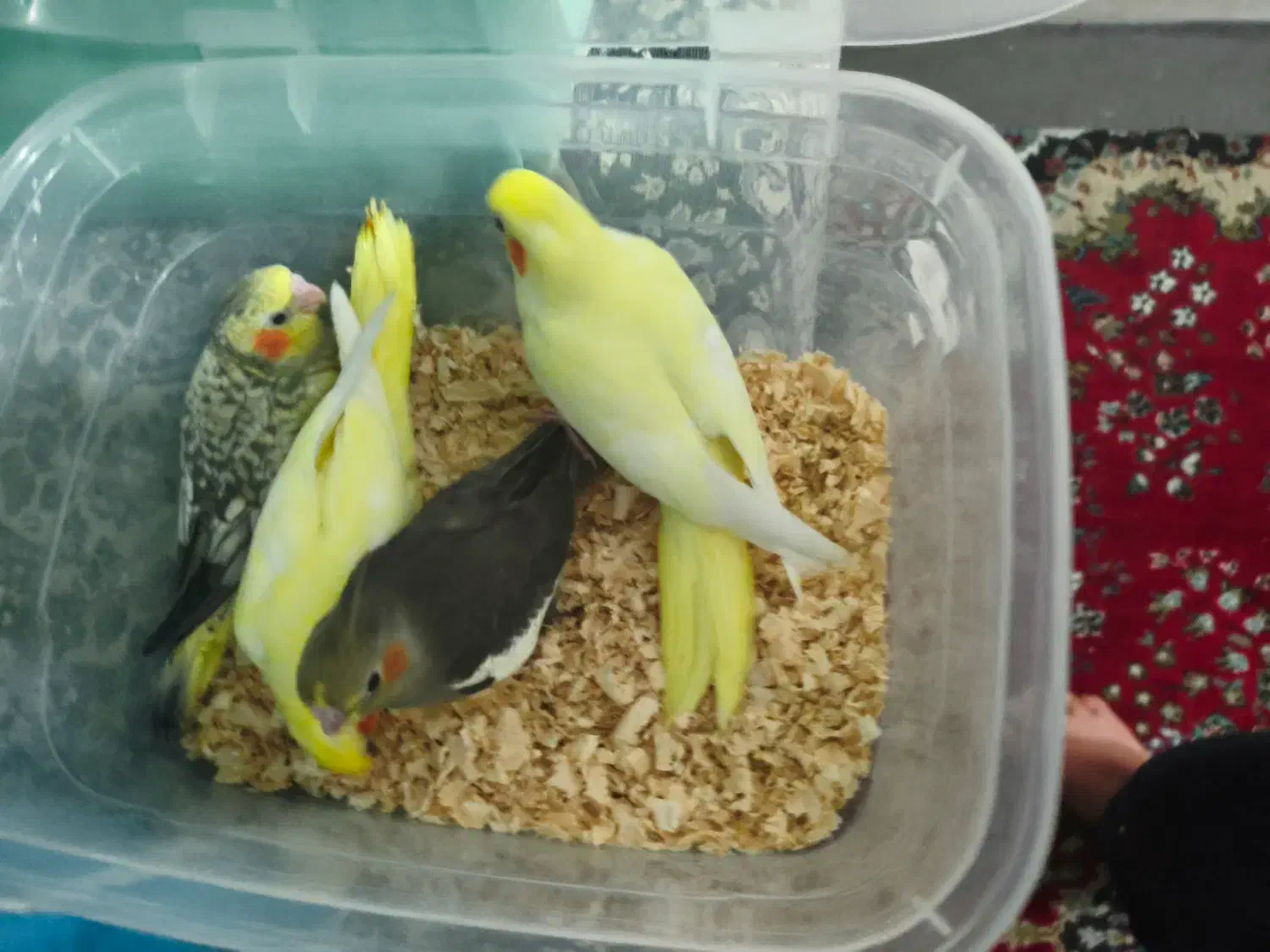 جوجه سرلاکی عروس هلندی|پرنده|میانه, |دیوار